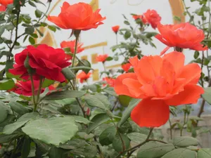 高清月季花图片