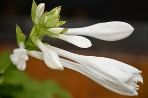 玉春棒白鹤花图片_1