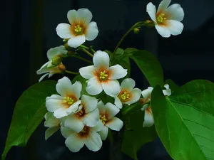 桐花图片