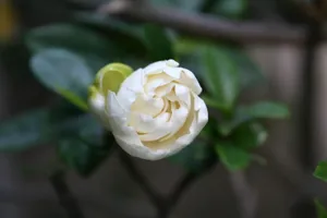 栀子花图片_1