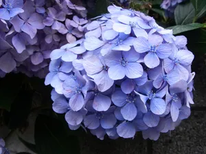 紫色绣球花图片