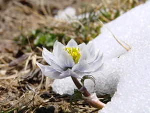 白色雪莲花图片