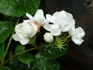 白色茉莉花高清图片_1