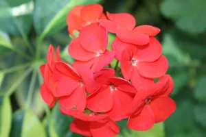 凤仙花图片