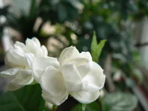 茉莉花高清图片_1