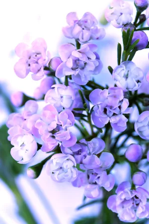 紫色月季花图片_1