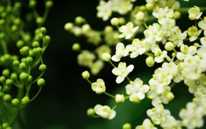 茉莉花图片