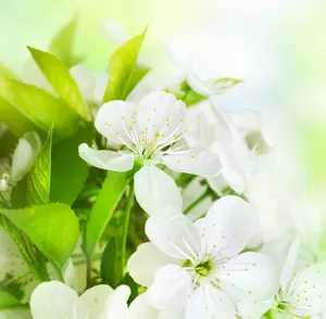 茉莉花摄影图片