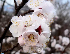 杏花高清图片素材