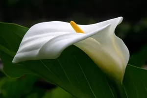 马蹄莲鲜花图片