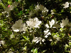 高清杜鹃花图片_1
