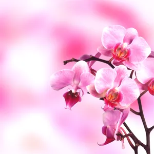高清粉红桃花图片