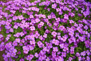 紫色小花朵花海图片第1张