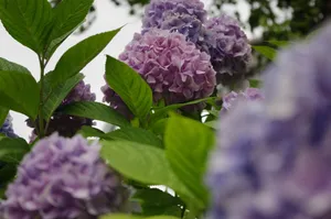 紫色绣球花盛开图片第1张