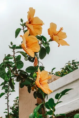 盛开的黄色鲜花花朵图片_1