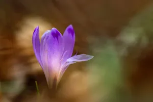 一朵紫色花的图片