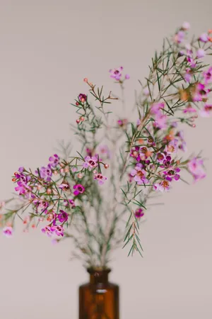 摆设鲜花花朵特写图片