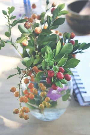 水培冬青花图片_1