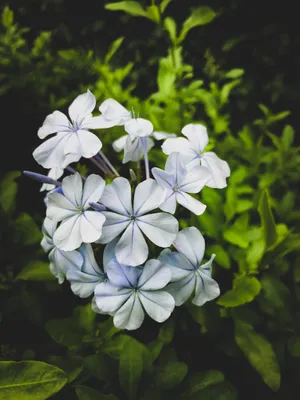 山间小野花图片_1