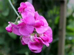 粉红色雨滴鲜花图片
