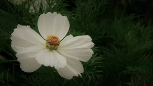 白色小花朵摄影图片第1张