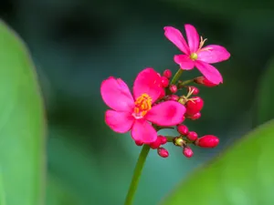 植物花朵壁纸图片