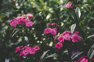 夹竹桃花的图片第1张