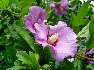 淡紫色木槿花朵图片第1张