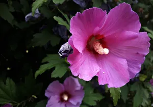 粉色木槿花花朵图片
