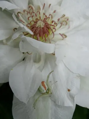 白色花朵微距拍摄图片_1