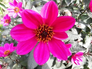 花园艳丽花朵图片_1