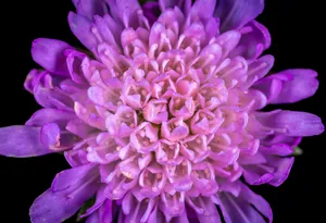 紫色花朵特写图片素材