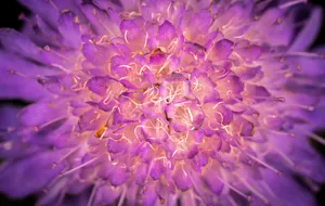 鲜花花蕊特写图片_1