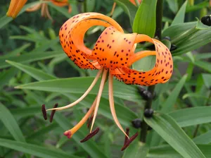 美丽夏季鲜花图片第1张
