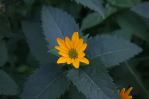 小清新花朵摄影图片第1张