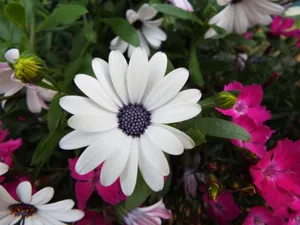 花园鲜花植物图片第1张