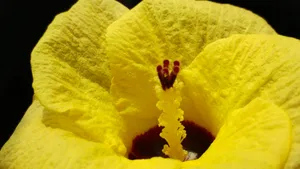黄色花朵花蕊特写图片_1