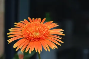 美丽花朵特写图片_1