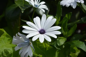 白色小花清新图片_1