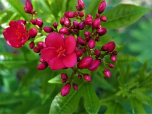 娇艳美丽鲜花图片
