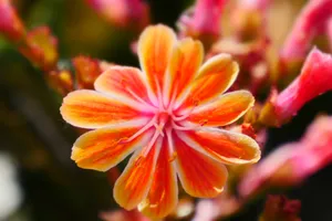 橙色美丽花朵图片_1