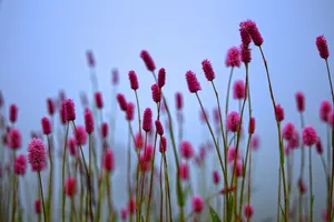 粉红色花朵唯美桌面壁纸图片第1张