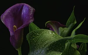 紫色海芋图片_1