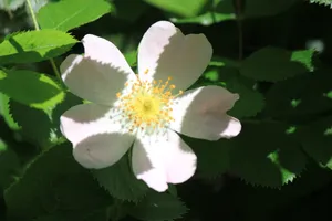 心形花瓣小花图片_1
