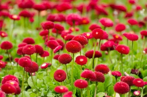 花圃图片第1张