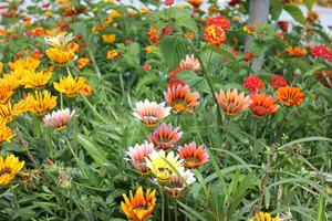 红色漂亮花朵图片_1