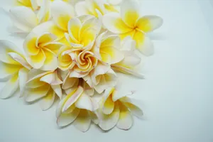 素馨花图片第1张