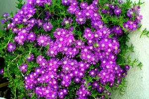 紫色花朵唯美图片_1