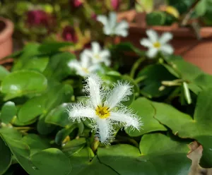 清新白色花朵图片第1张