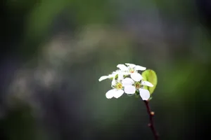 野生白色小花图片_1
